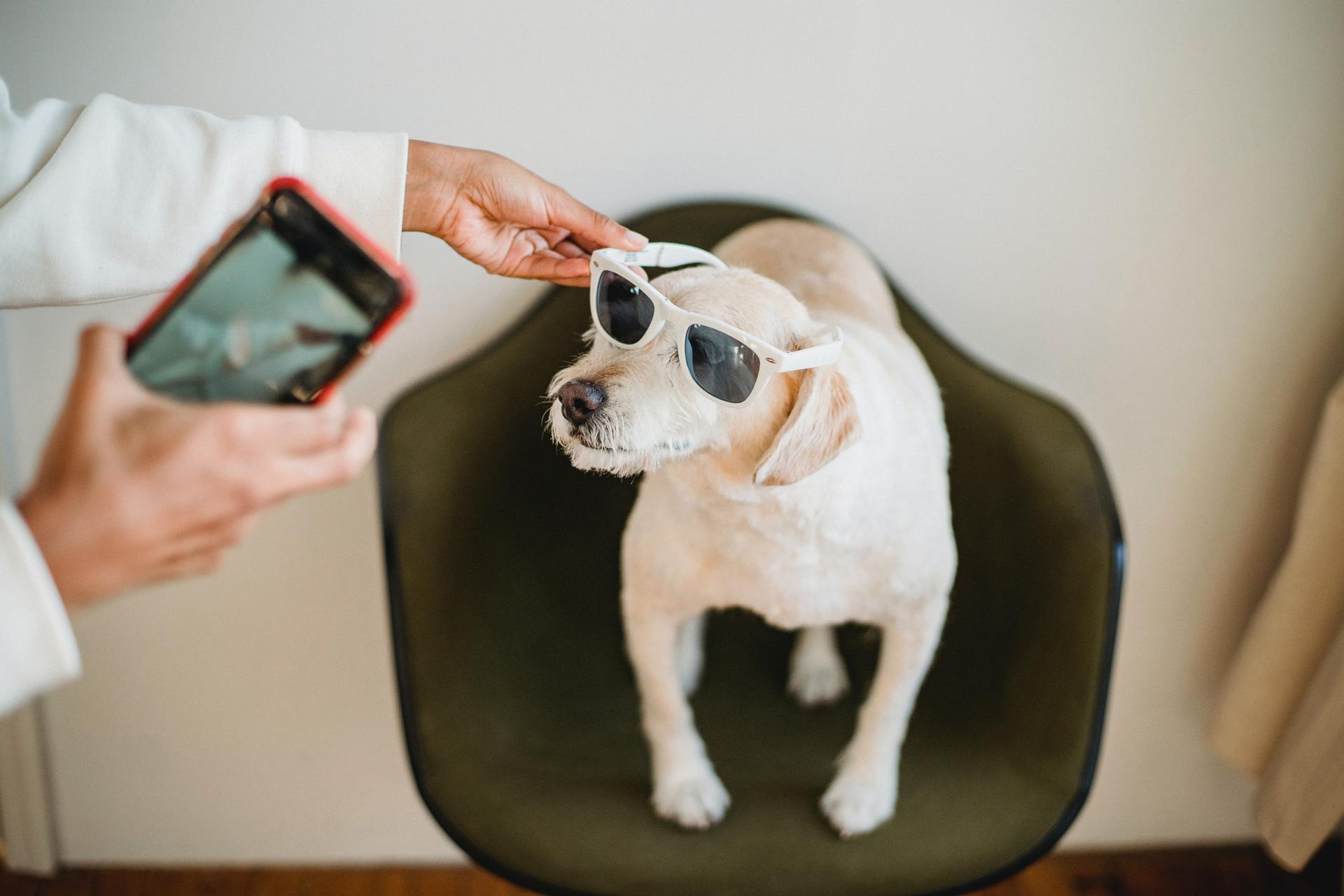 dog-sunglasses